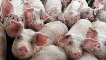 Macellazione suini, ovini e caprini: tutte le regole per effettuarle per consumo domestico